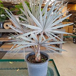 Bismarck Palm 'Silver' Bismarck Palm 'Silver'