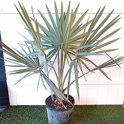 Bismarck Palm 'Silver' Bismarck Palm 'Silver'
