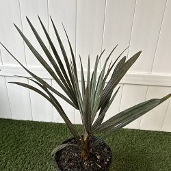 Bismarck Palm 'Silver' Bismarck Palm 'Silver'