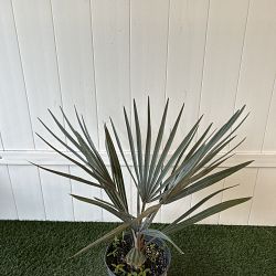 Bismarck Palm 'Silver' Bismarck Palm 'Silver'