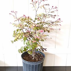 Breynia disticha, Snow on the Mountain, Snowbush Breynia disticha, Snow on the Mountain, Snowbush