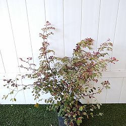 Breynia disticha, Snow on the Mountain, Snowbush Breynia disticha, Snow on the Mountain, Snowbush