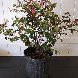 Breynia disticha, Snow on the Mountain, Snowbush Breynia disticha, Snow on the Mountain, Snowbush