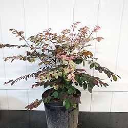 Breynia disticha, Snow on the Mountain, Snowbush Breynia disticha, Snow on the Mountain, Snowbush