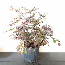 Breynia disticha, Snow on the Mountain, Snowbush Breynia disticha, Snow on the Mountain, Snowbush