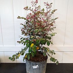 Breynia disticha, Snow on the Mountain, Snowbush Breynia disticha, Snow on the Mountain, Snowbush