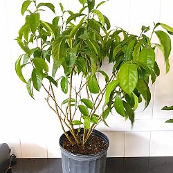 Yesterday-Today-Tomorrow Yesterday-Today-Tomorrow