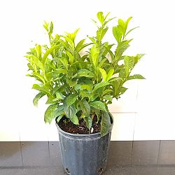 Yesterday-Today-Tomorrow Yesterday-Today-Tomorrow