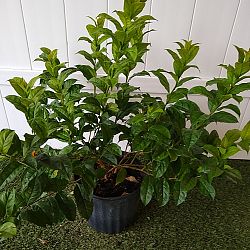 Yesterday-Today-Tomorrow Yesterday-Today-Tomorrow