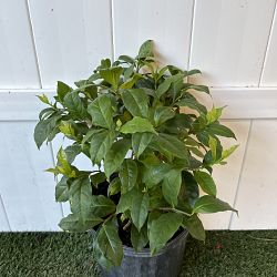 Yesterday-Today-Tomorrow Yesterday-Today-Tomorrow