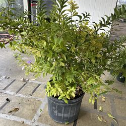 Yesterday-Today-Tomorrow Yesterday-Today-Tomorrow