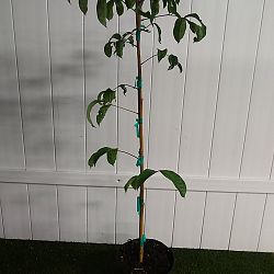 Gumbo Limbo Tree Gumbo Limbo Tree