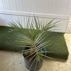 Pindo Jelly Palm Pindo Jelly Palm