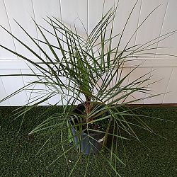 Pindo Jelly Palm Pindo Jelly Palm