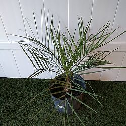 Pindo Jelly Palm Pindo Jelly Palm