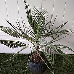 Pindo Jelly Palm Pindo Jelly Palm