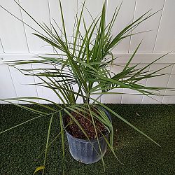 Pindo Jelly Palm Pindo Jelly Palm