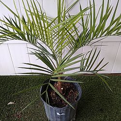 Pindo Jelly Palm Pindo Jelly Palm