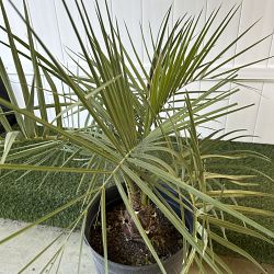 Pindo Jelly Palm Pindo Jelly Palm