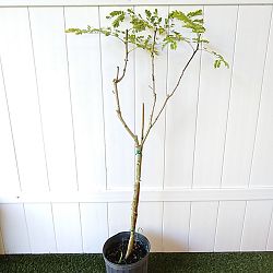 Yellow Pride of Barbados Yellow Pride of Barbados