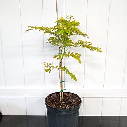 Yellow Pride of Barbados Yellow Pride of Barbados