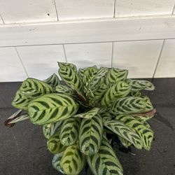 Calathea Burle Marx Calathea Burle Marx