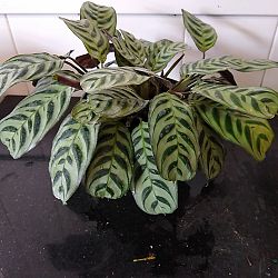 Calathea Burle Marx Calathea Burle Marx
