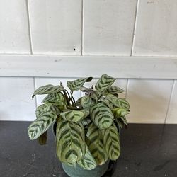 Calathea Burle Marx Calathea Burle Marx
