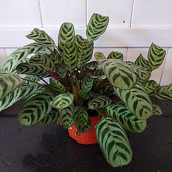 Calathea Burle Marx Calathea Burle Marx