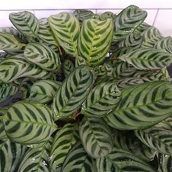 Calathea Burle Marx Calathea Burle Marx