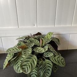 Calathea Burle Marx Calathea Burle Marx