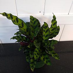 Rattlesnake Calathea Rattlesnake Calathea