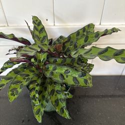 Rattlesnake Calathea Rattlesnake Calathea