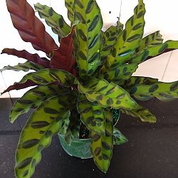 Rattlesnake Calathea Rattlesnake Calathea