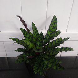 Rattlesnake Calathea Rattlesnake Calathea