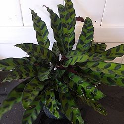 Rattlesnake Calathea Rattlesnake Calathea