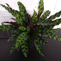 Rattlesnake Calathea Rattlesnake Calathea