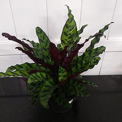 Rattlesnake Calathea Rattlesnake Calathea