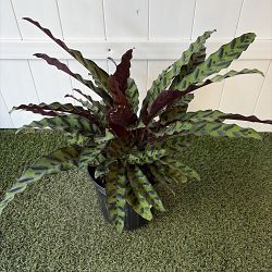 Rattlesnake Calathea Rattlesnake Calathea