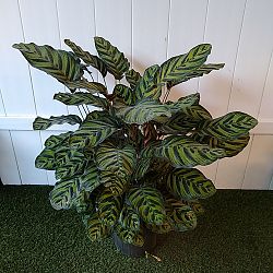 Peacock Calathea Peacock Calathea
