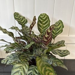 Peacock Calathea Peacock Calathea