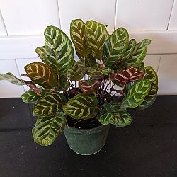 Peacock Calathea Peacock Calathea