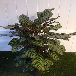 Peacock Calathea Peacock Calathea