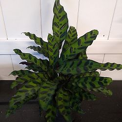 Peacock Calathea Peacock Calathea