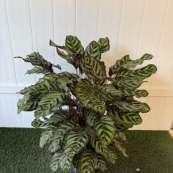 Peacock Calathea Peacock Calathea