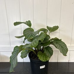 Calathea orbifolia Calathea orbifolia