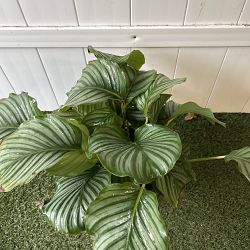 Calathea orbifolia Calathea orbifolia