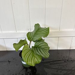 Calathea orbifolia Calathea orbifolia