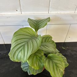 Calathea orbifolia Calathea orbifolia