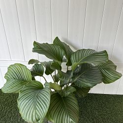Calathea orbifolia Calathea orbifolia